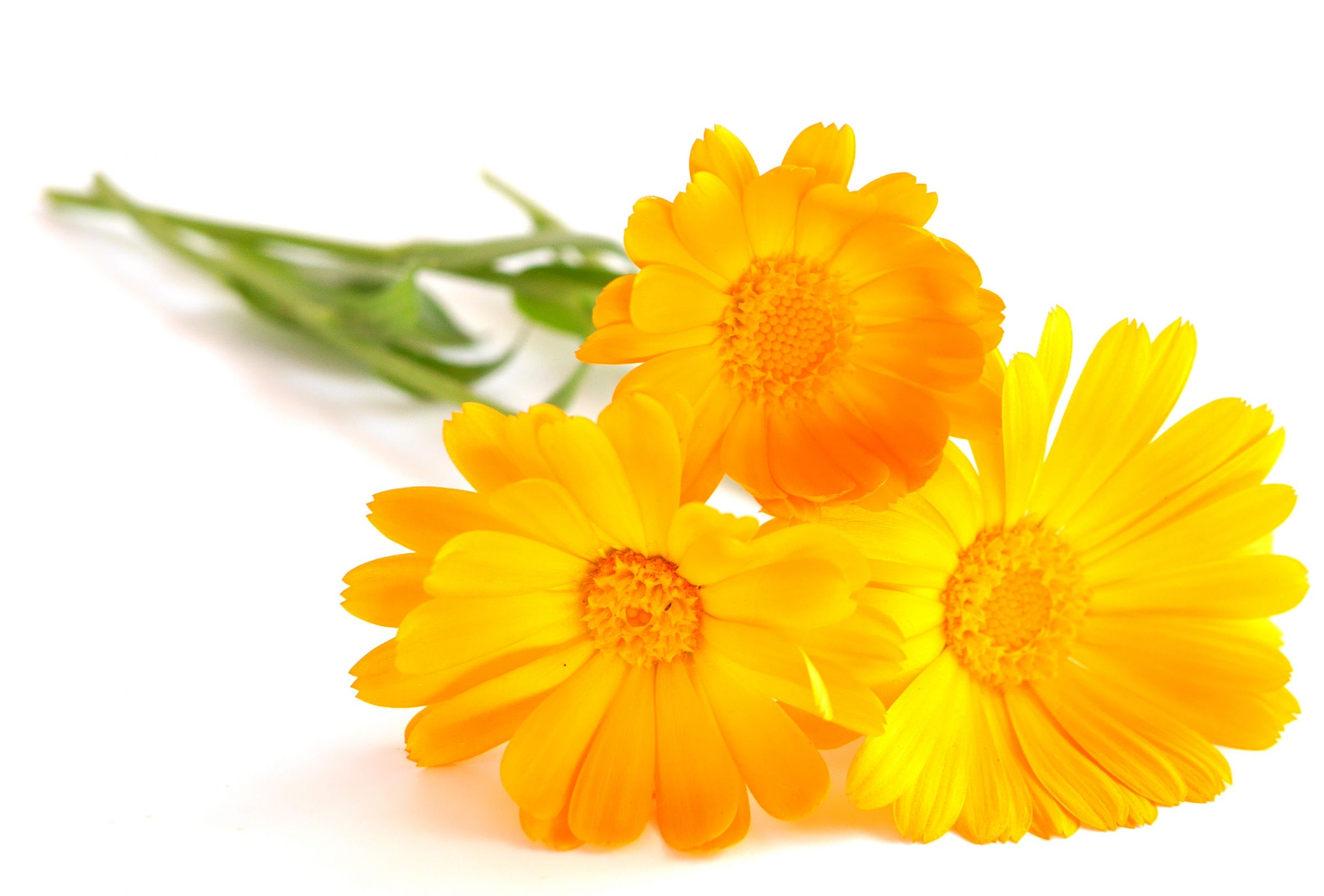 calendula