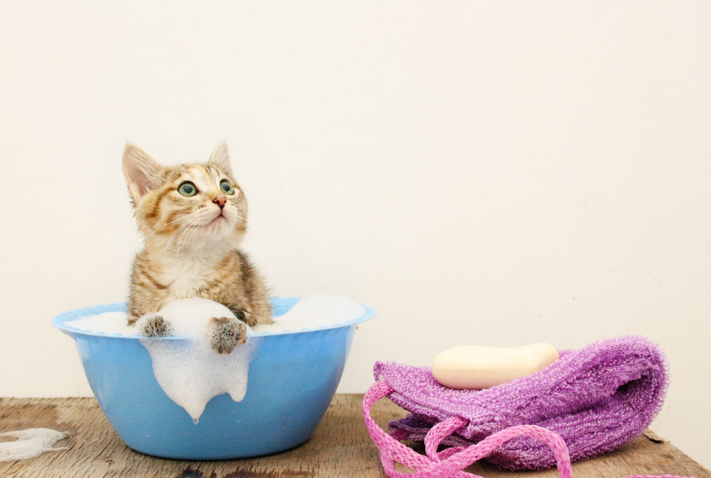 Shampoo Natural para Gatos ODM