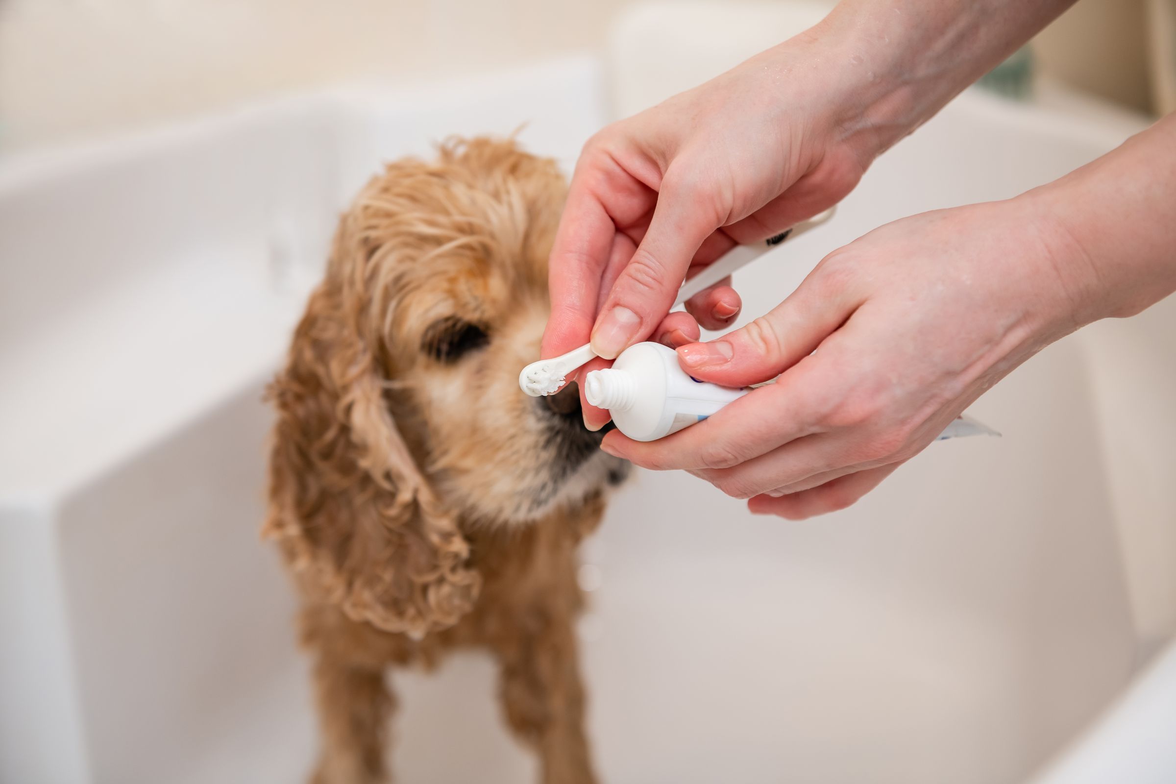 Cuidado Oral para Animais OEM ODM