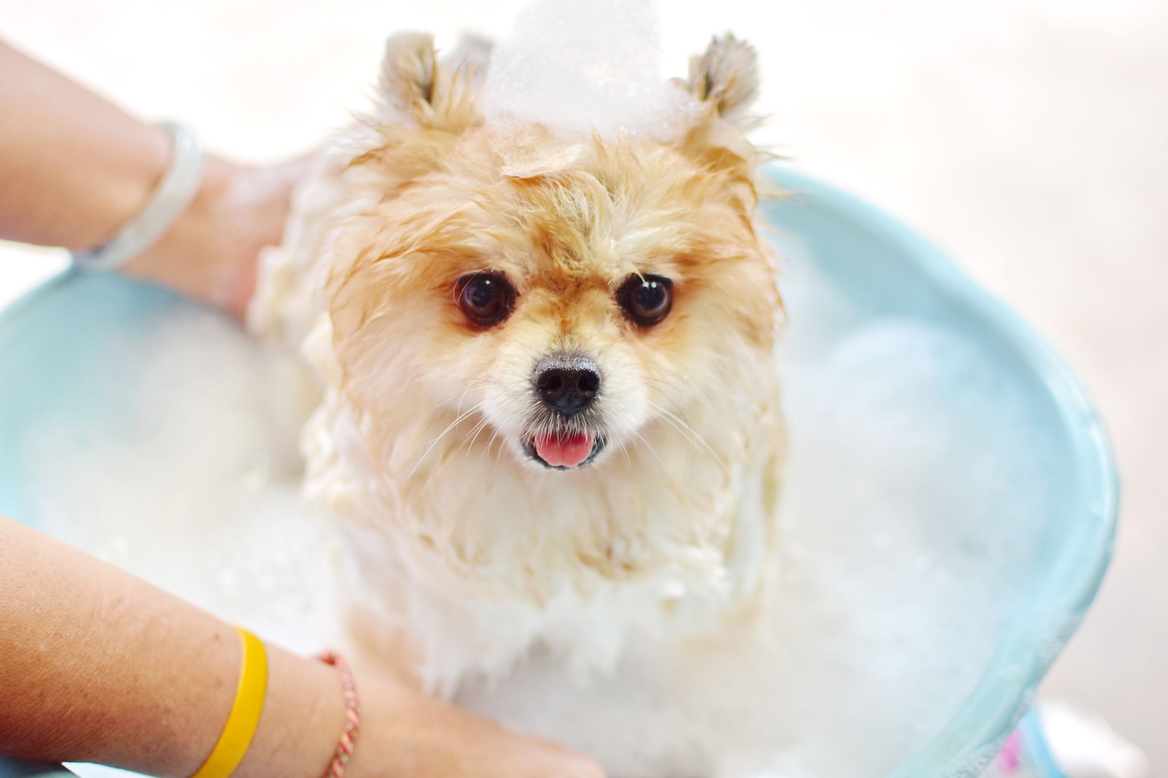 OEM Natural Dog Shampoo