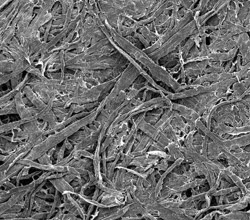 wood pulp fibers